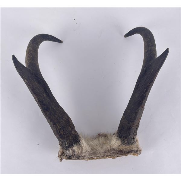 Large Set of Montana Taxidermy Antelope Horns