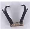 Image 1 : Large Set of Montana Taxidermy Antelope Horns