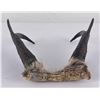 Image 2 : Large Set of Montana Taxidermy Antelope Horns
