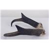 Image 5 : Large Set of Montana Taxidermy Antelope Horns