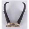 Image 6 : Large Set of Montana Taxidermy Antelope Horns