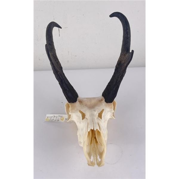 Large Set of Trophy Montana Antelope Horns