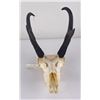Image 1 : Large Set of Trophy Montana Antelope Horns