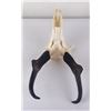 Image 3 : Large Set of Trophy Montana Antelope Horns