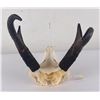 Image 4 : Large Set of Trophy Montana Antelope Horns