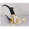 Image 6 : Large Set of Trophy Montana Antelope Horns