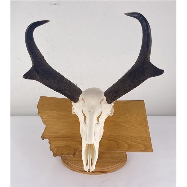 Large Set of Trophy Montana Antelope Horns