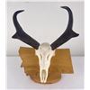 Image 1 : Large Set of Trophy Montana Antelope Horns