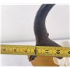 Image 7 : Large Set of Trophy Montana Antelope Horns