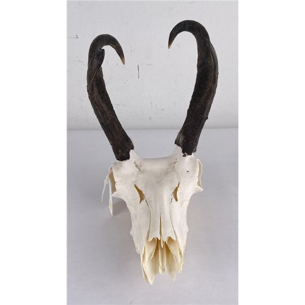 Large Set of Trophy Montana Antelope Horns
