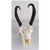 Image 1 : Large Set of Trophy Montana Antelope Horns