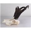 Image 2 : Large Set of Trophy Montana Antelope Horns