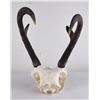Image 4 : Large Set of Trophy Montana Antelope Horns