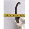Image 7 : Large Set of Trophy Montana Antelope Horns