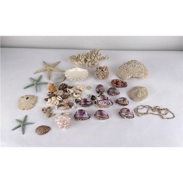 Large Collection of Sea Shells