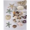 Image 2 : Large Collection of Sea Shells