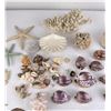 Image 3 : Large Collection of Sea Shells