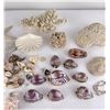 Image 4 : Large Collection of Sea Shells