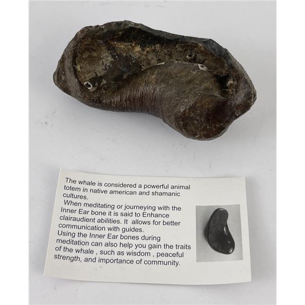 South Carolina Whale Ear Bone Fossil