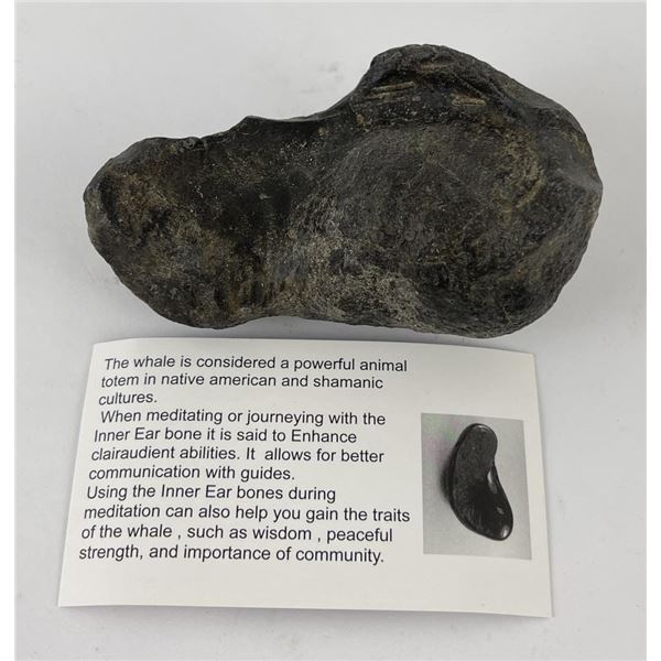 South Carolina Whale Ear Bone Fossil