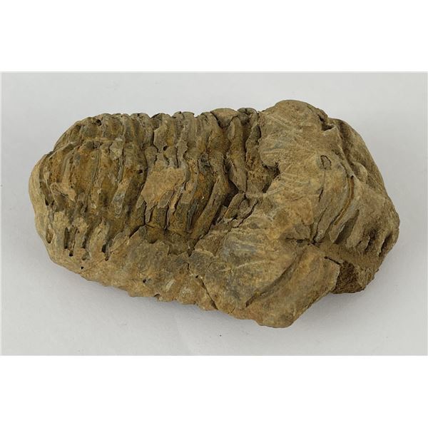 Moroccan Fossil Trilobite #1