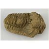 Image 1 : Moroccan Fossil Trilobite #1