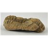 Image 2 : Moroccan Fossil Trilobite #1