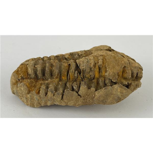 Moroccan Fossil Trilobite #2