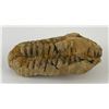 Image 1 : Moroccan Fossil Trilobite #2
