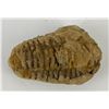 Image 2 : Moroccan Fossil Trilobite #2