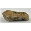 Image 4 : Moroccan Fossil Trilobite #2