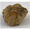 Image 5 : Moroccan Fossil Trilobite #2