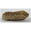 Image 6 : Moroccan Fossil Trilobite #2