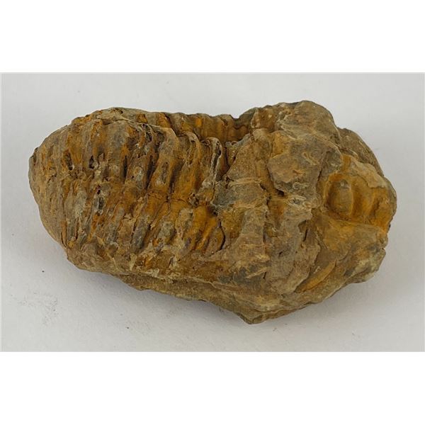 Moroccan Fossil Trilobite #3