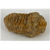 Image 1 : Moroccan Fossil Trilobite #3