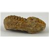 Image 2 : Moroccan Fossil Trilobite #3