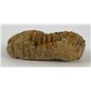 Image 4 : Moroccan Fossil Trilobite #3