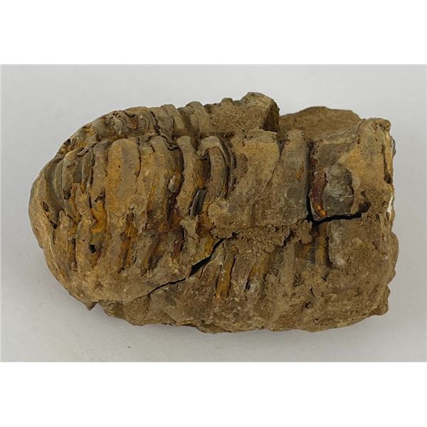 Moroccan Fossil Trilobite #4