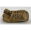 Image 4 : Moroccan Fossil Trilobite #4