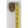 Image 7 : Moroccan Fossil Trilobite #4