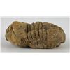 Image 4 : Moroccan Fossil Trilobite #5