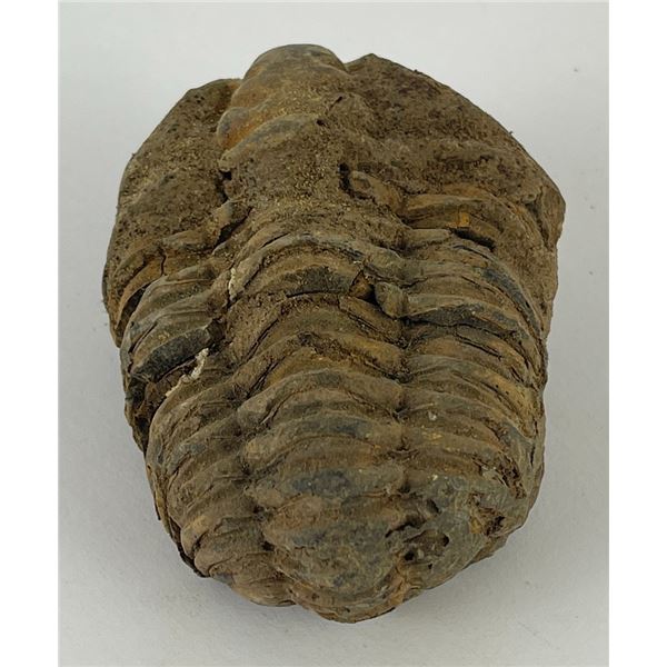 Moroccan Fossil Trilobite #6