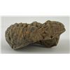 Image 2 : Moroccan Fossil Trilobite #6