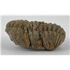 Image 4 : Moroccan Fossil Trilobite #6