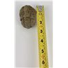 Image 7 : Moroccan Fossil Trilobite #6