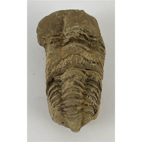 Moroccan Fossil Trilobite #7