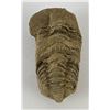 Image 1 : Moroccan Fossil Trilobite #7
