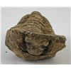 Image 4 : Moroccan Fossil Trilobite #7
