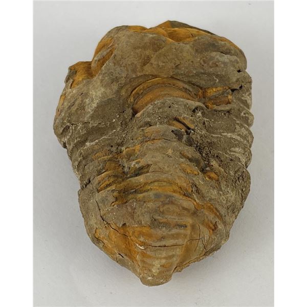Moroccan Fossil Trilobite #8