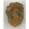 Image 1 : Moroccan Fossil Trilobite #8